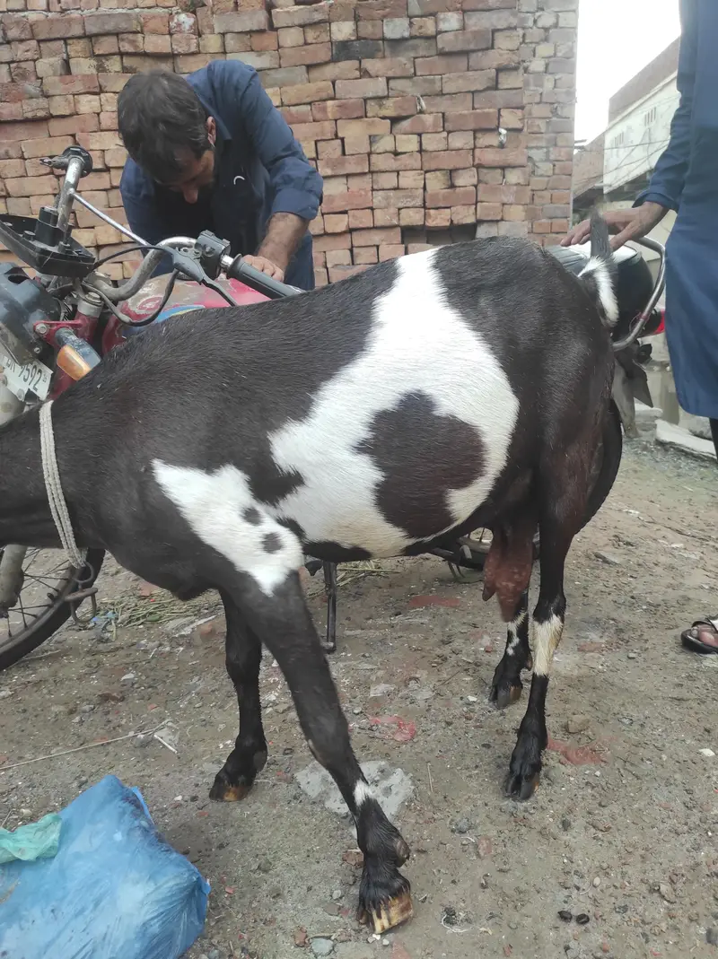 doghli gabban Bakri — photo 4