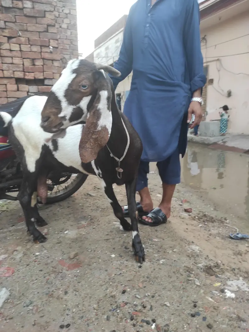 doghli gabban Bakri — photo 5