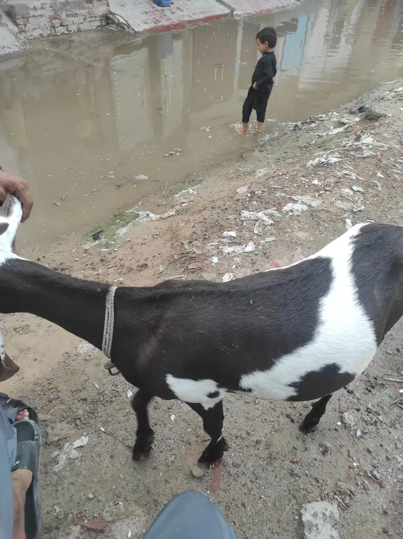 doghli gabban Bakri — photo 6
