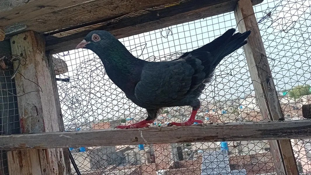 Nila Hara kamager
