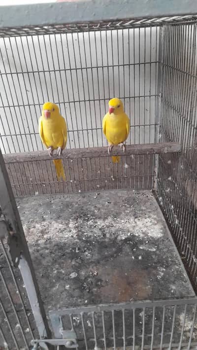 yellow parrot pair for sale