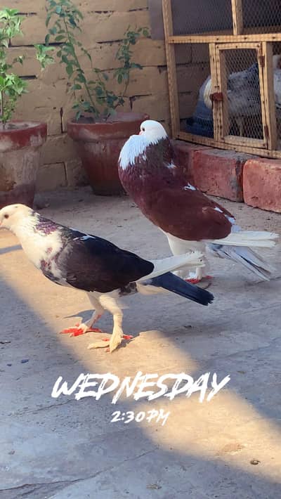 Fancy birds
