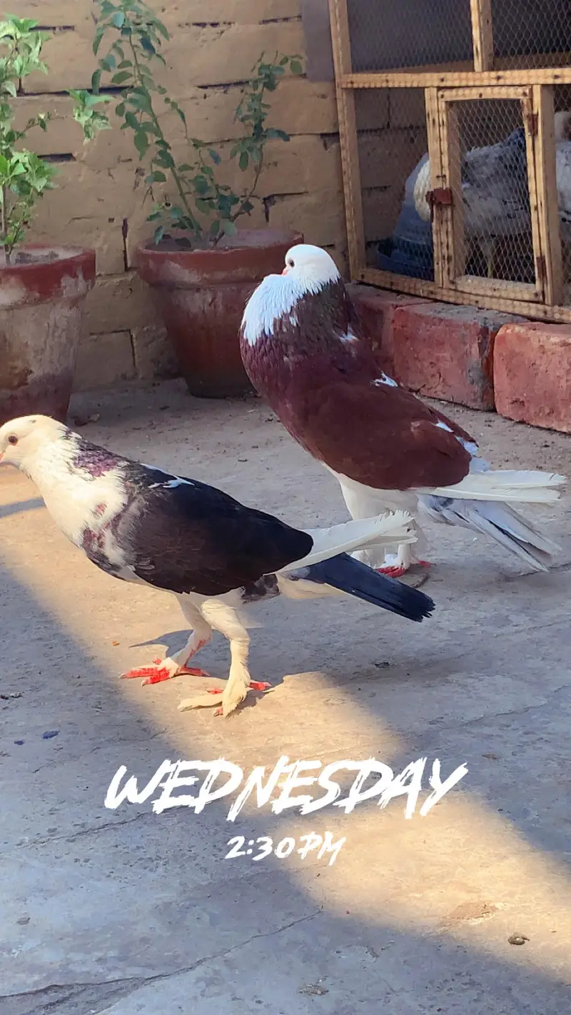 Fancy birds