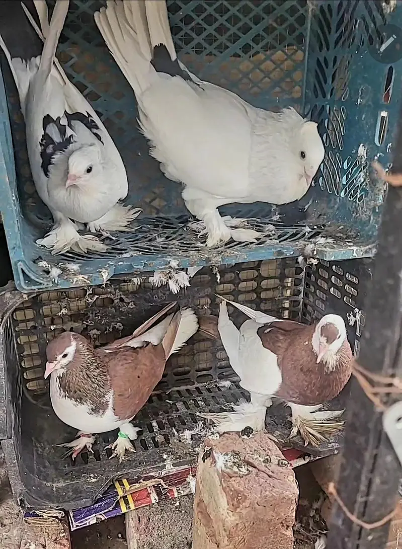 Fancy birds — photo 2
