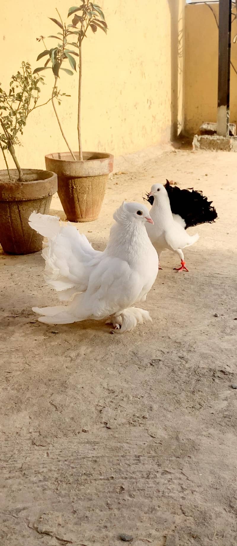 Fancy birds 2