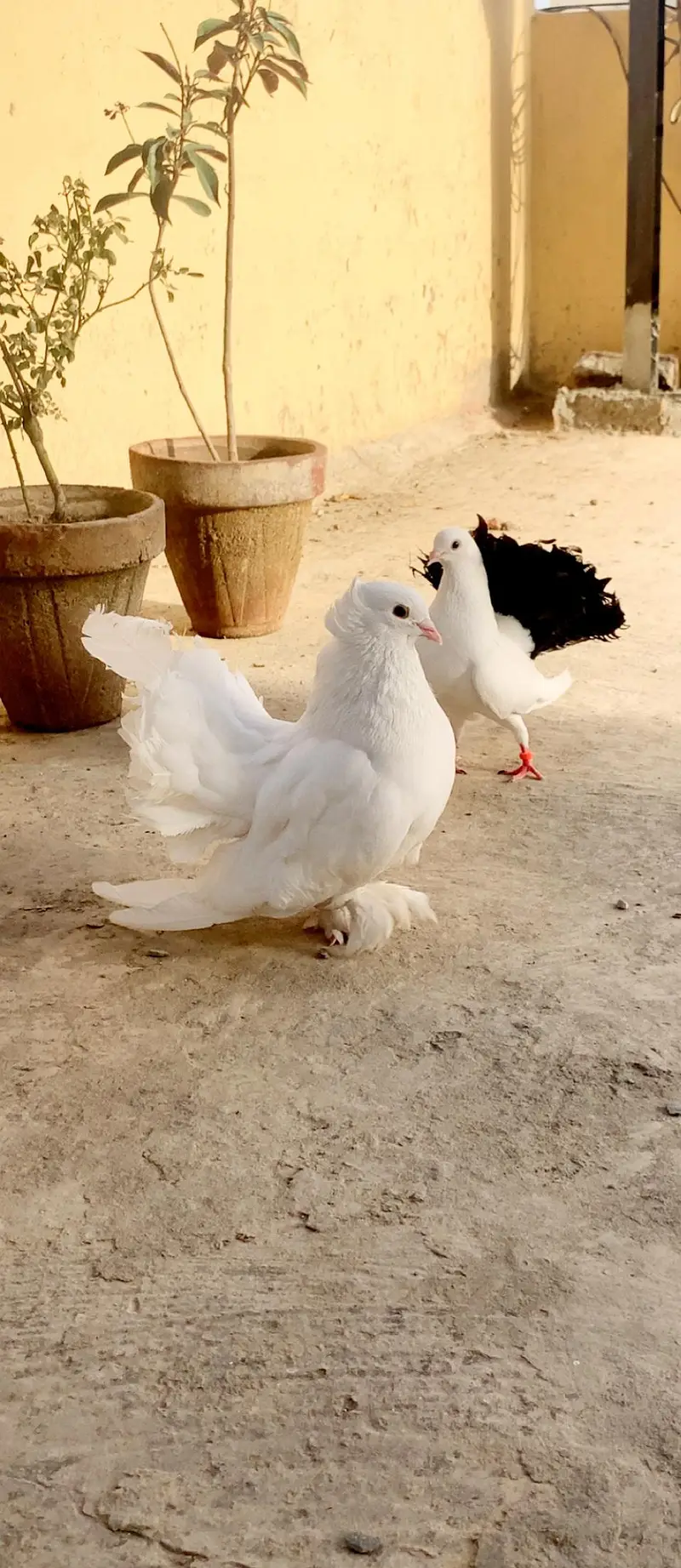 Fancy birds — photo 3