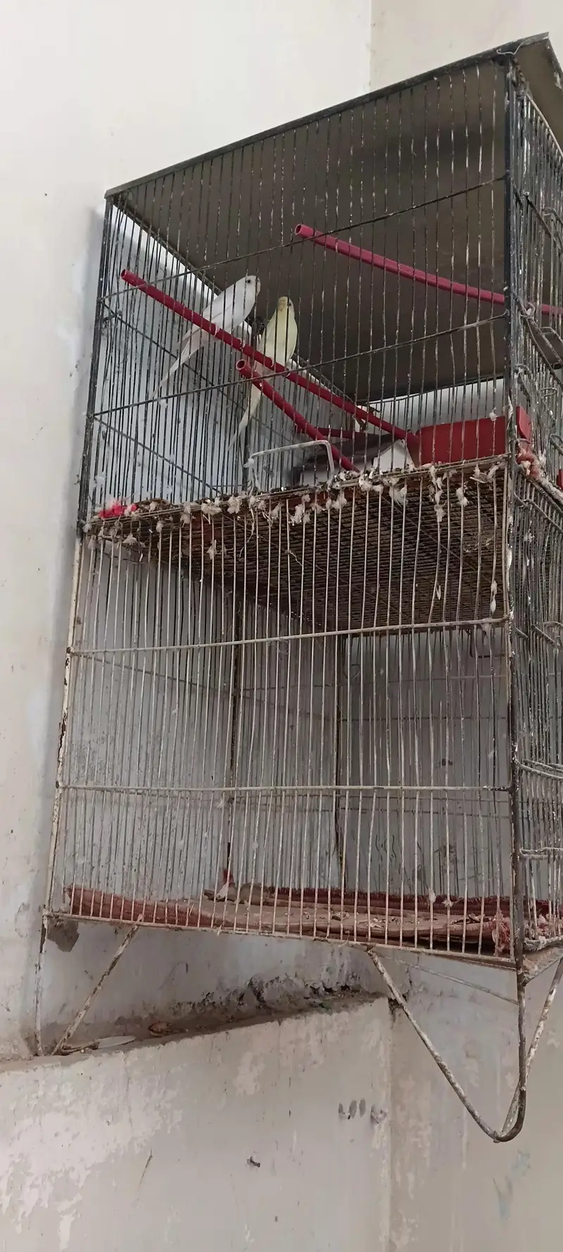 ful cage ky sath hy bhai lena — photo 2