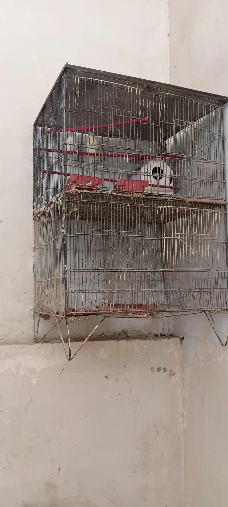 ful cage ky sath hy bhai lena — photo 3