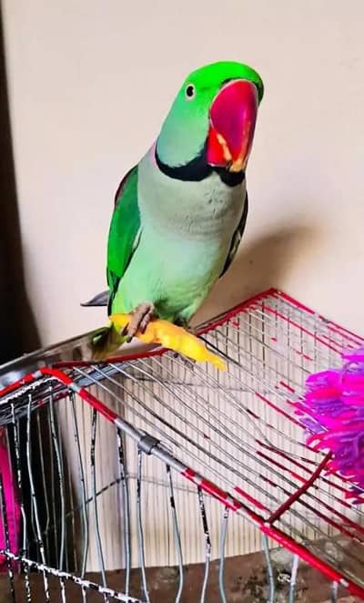 Kashmir Raw Parrot handtam fully