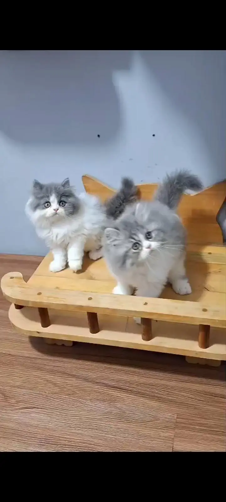 Quality Persian Punch Face cat &kittens 03476305771 WhatsApp — photo 2
