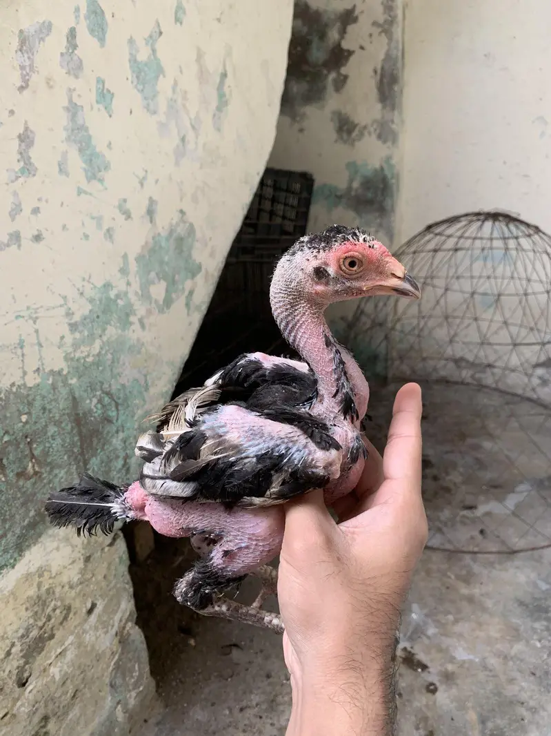 mushki madi and cheeny chuzy for sale — photo 2