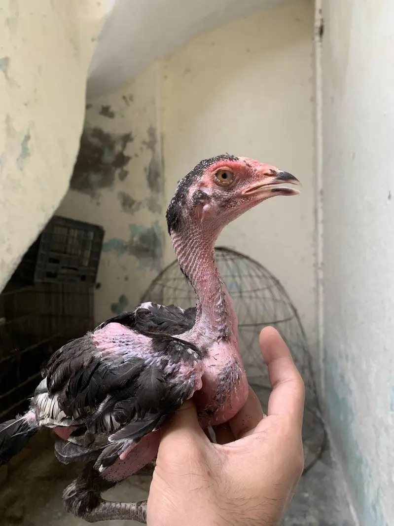 mushki madi and cheeny chuzy for sale — photo 3