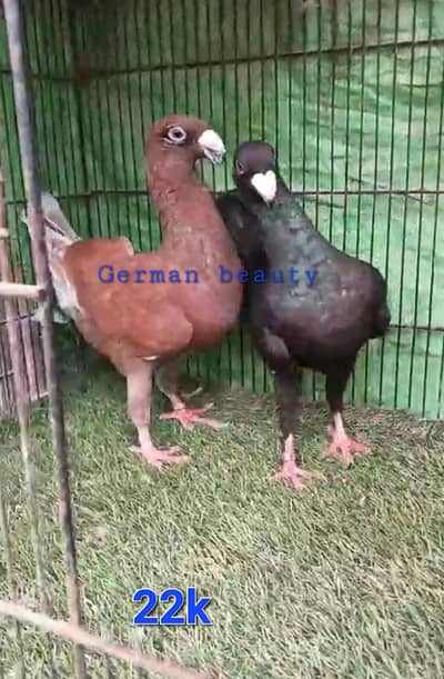 quality fancy pegion