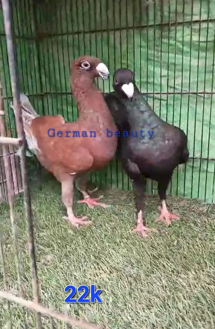 quality fancy pegion