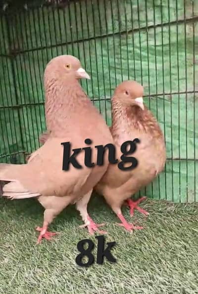 quality fancy pegion