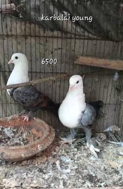 quality fancy pegion