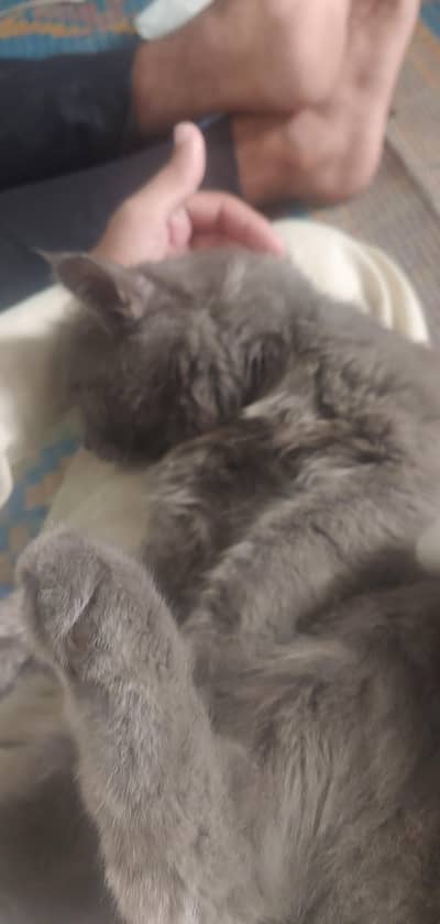 cat urged