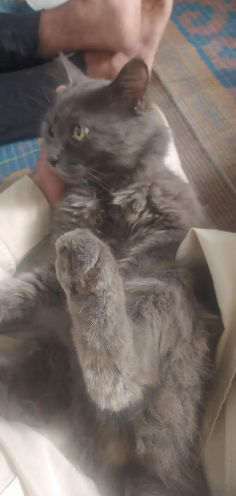 cat urged — photo 2