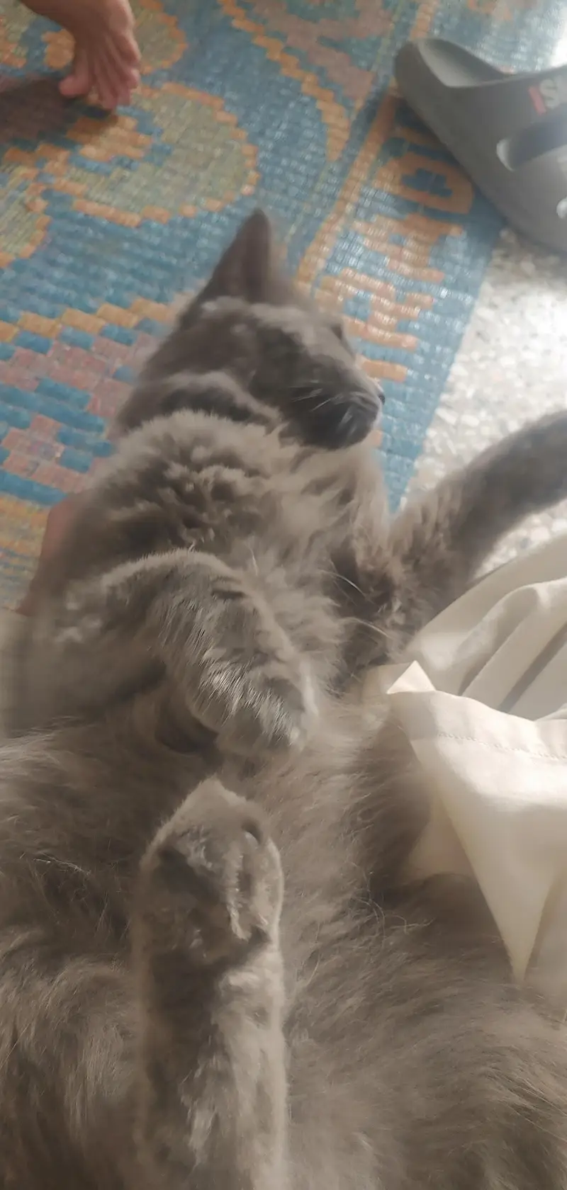 cat urged — photo 3