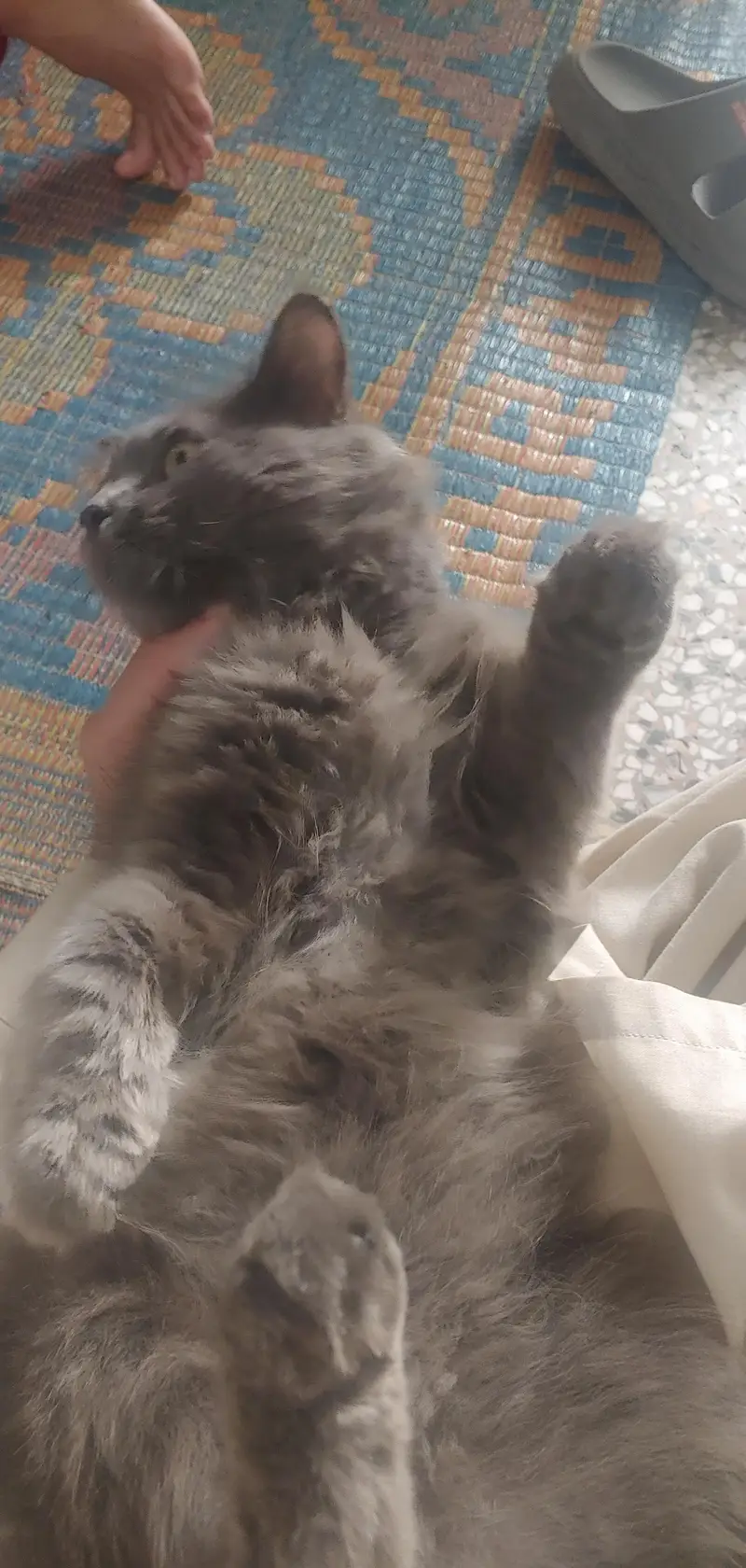 cat urged — photo 4