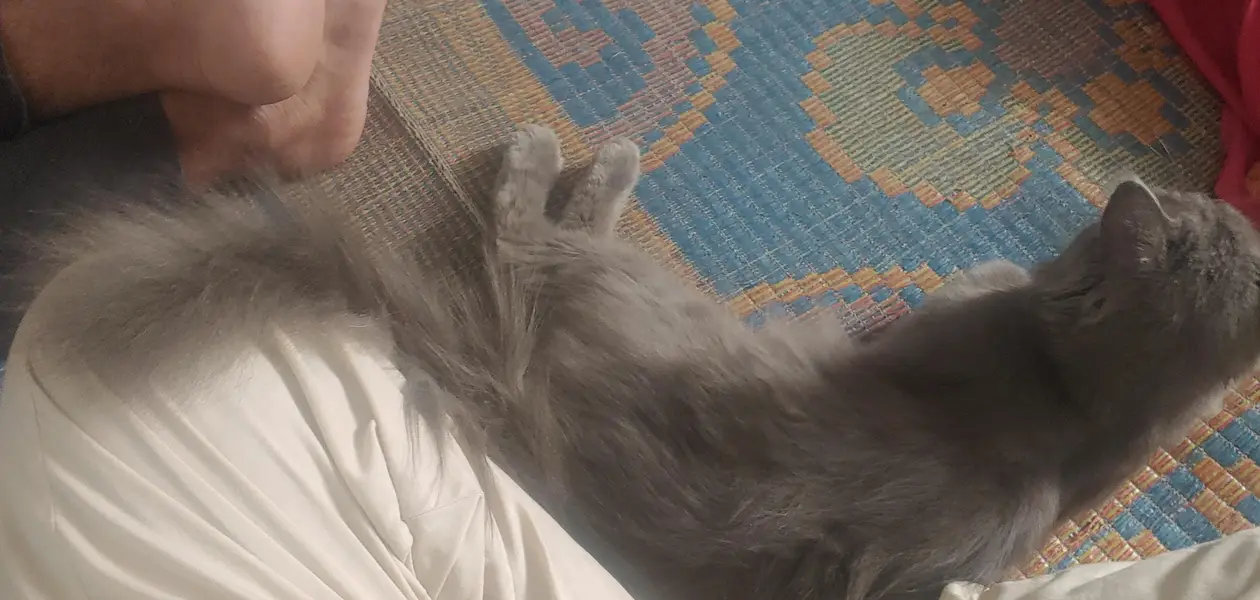 cat urged — photo 5
