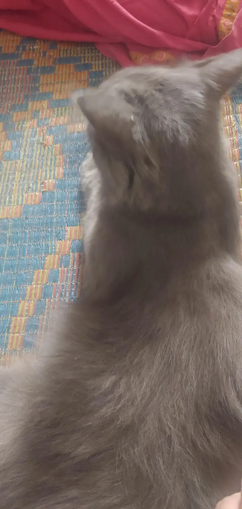 cat urged — photo 6