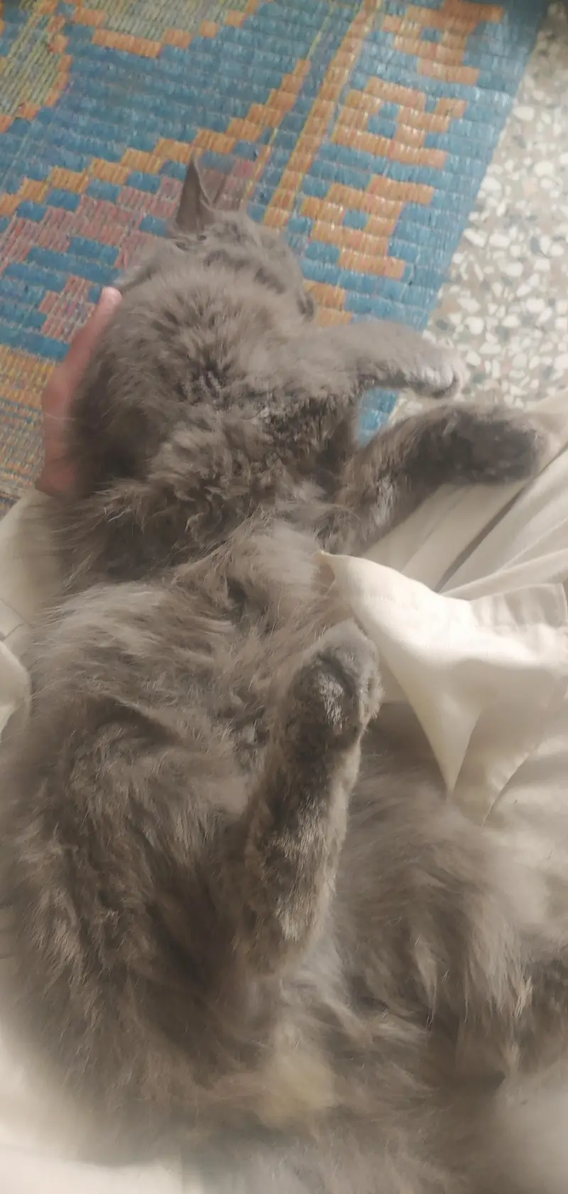 cat urged — photo 8