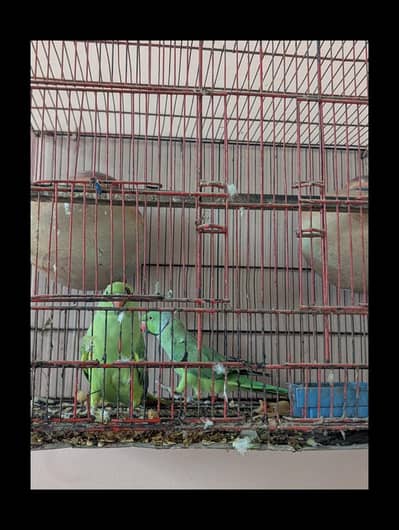 Parrot 