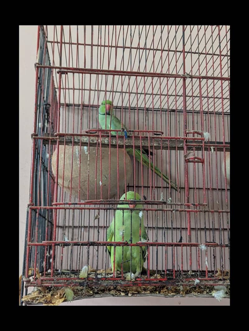 Parrot  1
