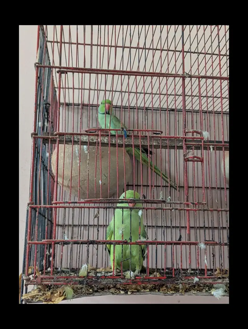 Parrot  — photo 2