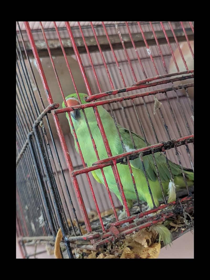 Parrot  2