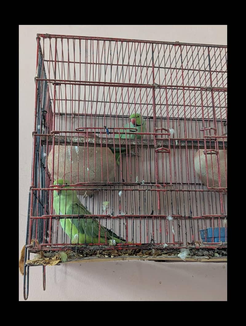 Parrot  3