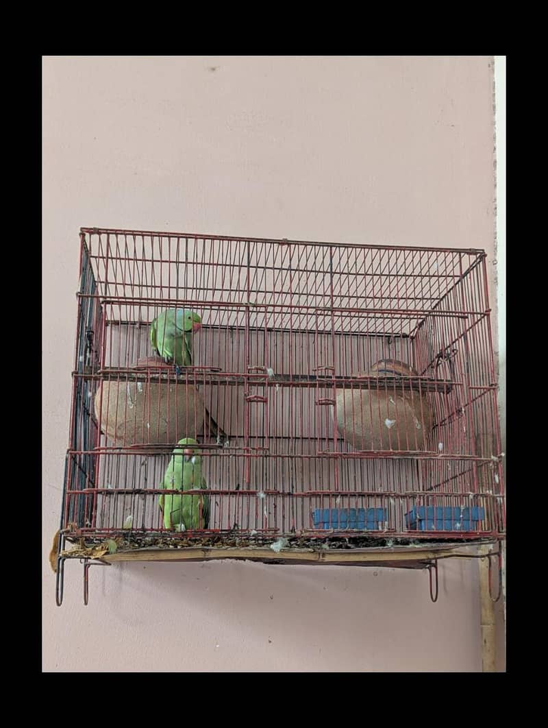 Parrot  4