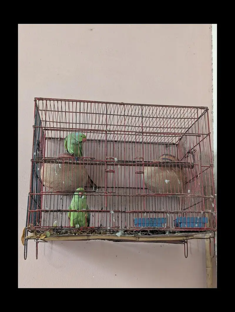 Parrot  — photo 5