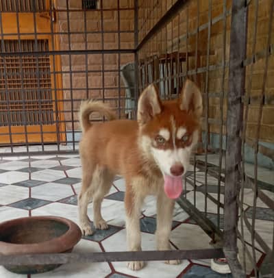 Siberian Husly male pup available.