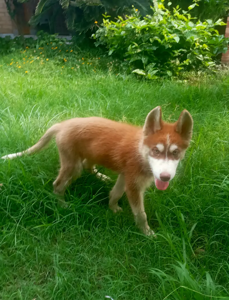 Siberian Husly male pup available. — photo 2