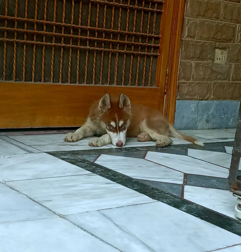 Siberian Husly male pup available. — photo 3