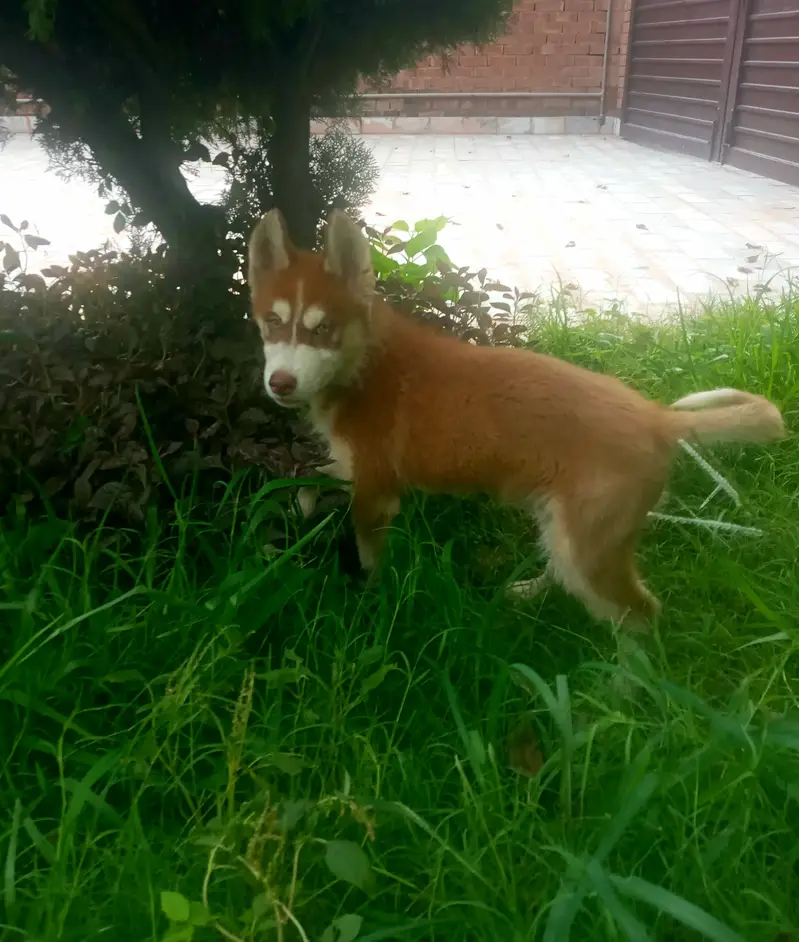 Siberian Husly male pup available. — photo 4