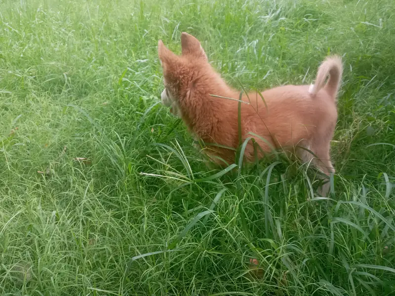 Siberian Husly male pup available. — photo 5