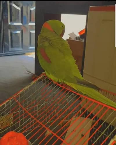 Kashmir Raw Parrot handtam