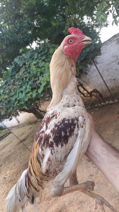 Aseel Mianwali
