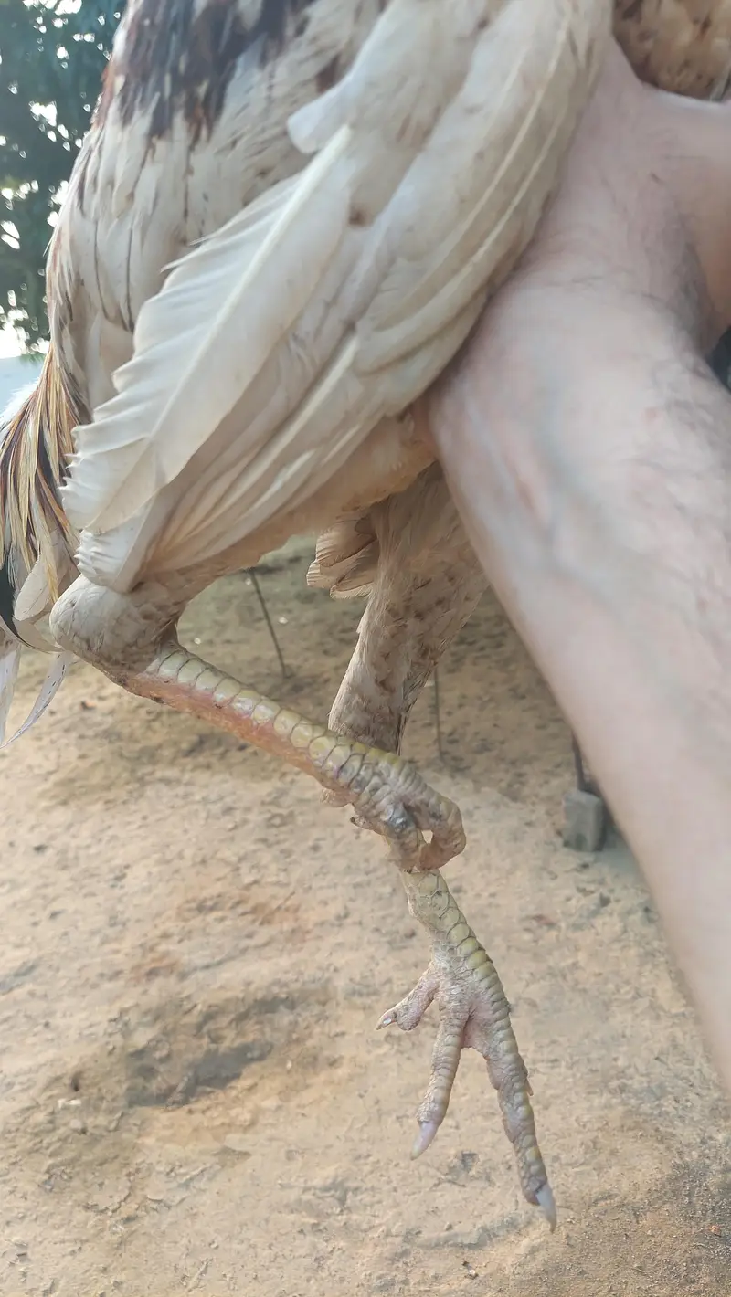 Aseel Mianwali — photo 2