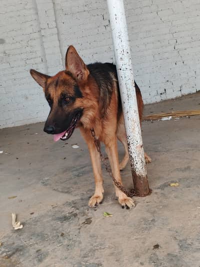 German shepherd double coat