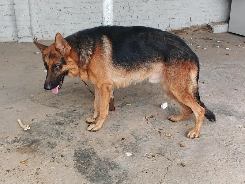 German shepherd double coat — photo 2