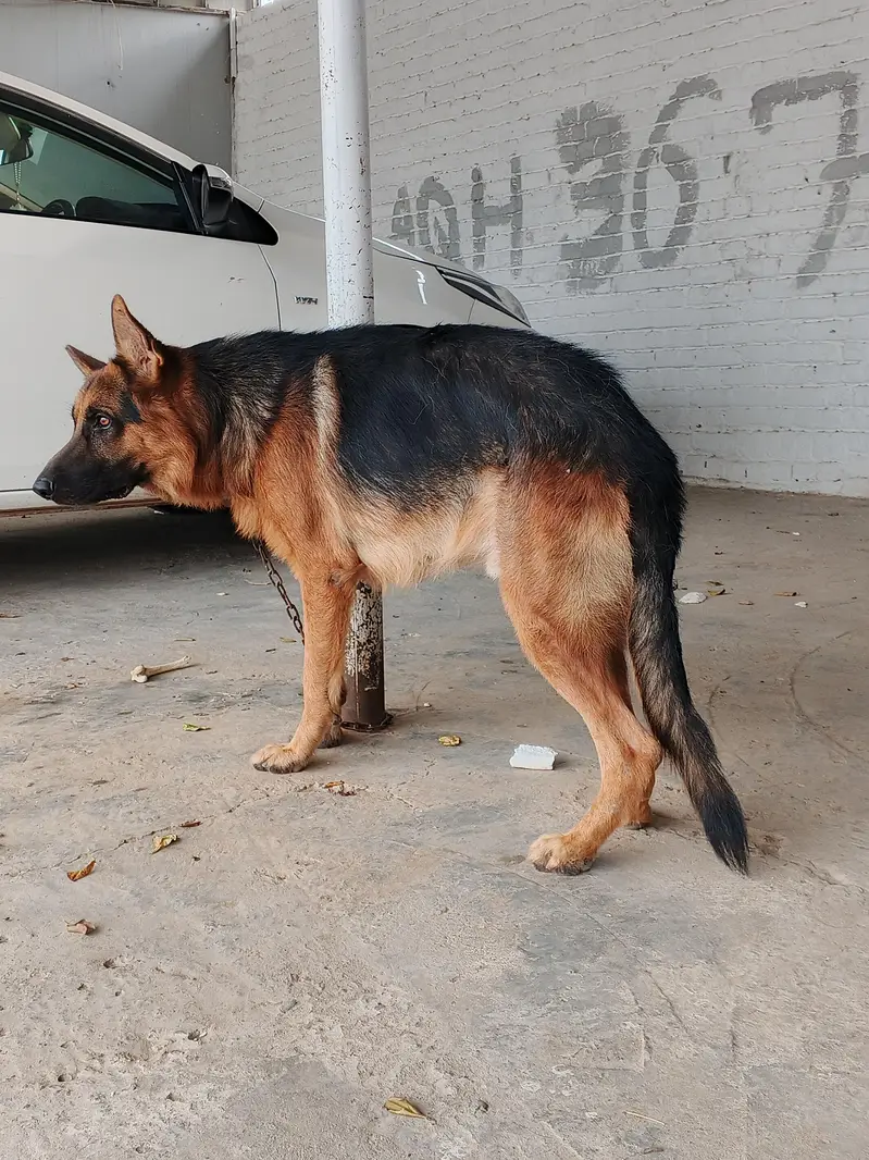 German shepherd double coat — photo 3