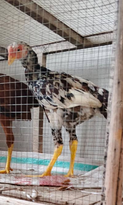 mianwali aseel patha for sale 3000 per piece