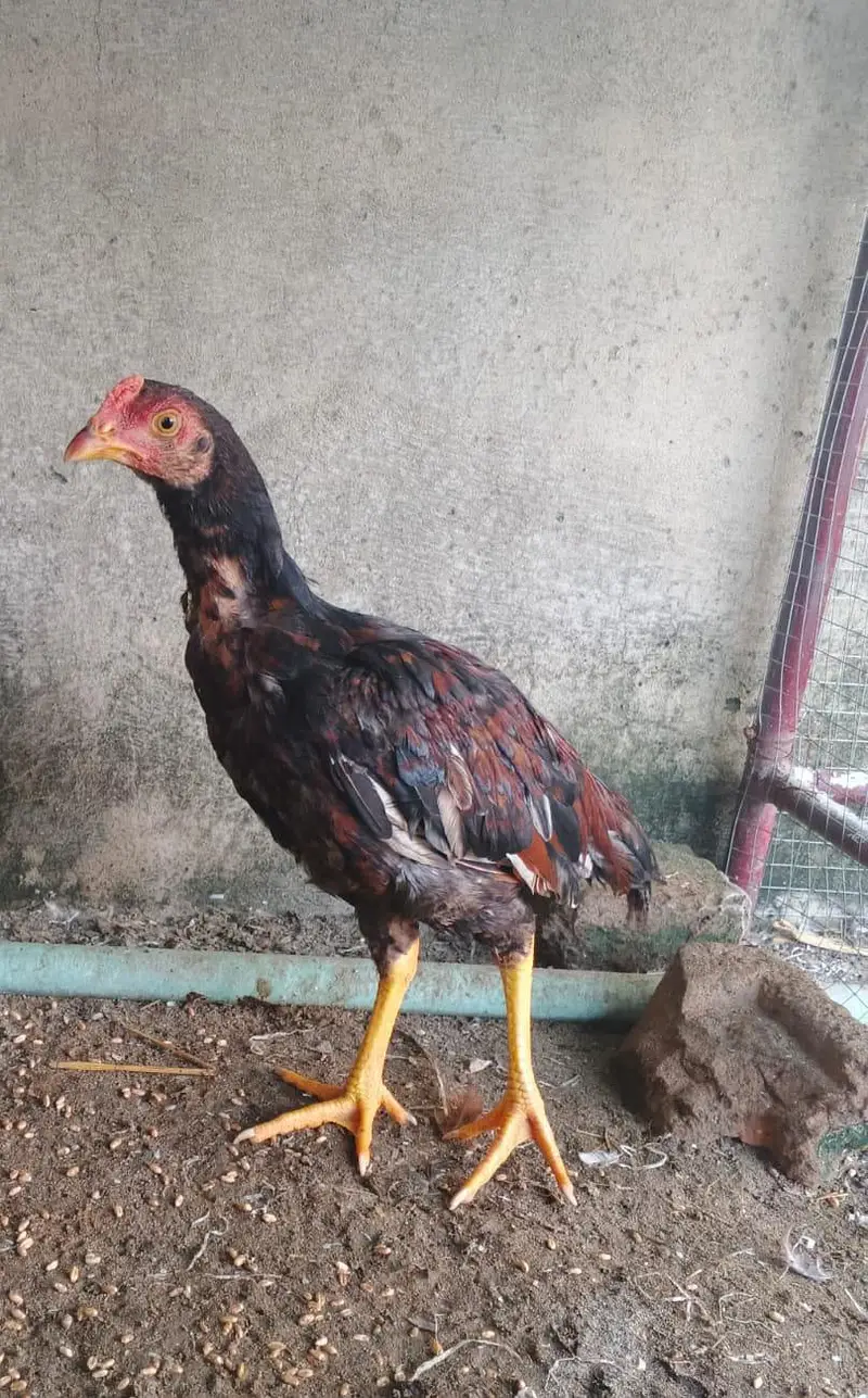 mianwali aseel patha for sale 3000 per piece — photo 2