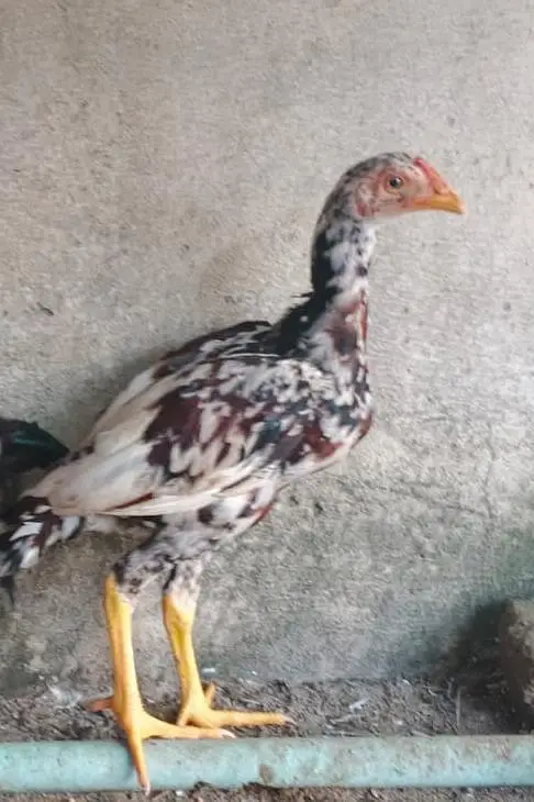 mianwali aseel patha for sale 3000 per piece — photo 3