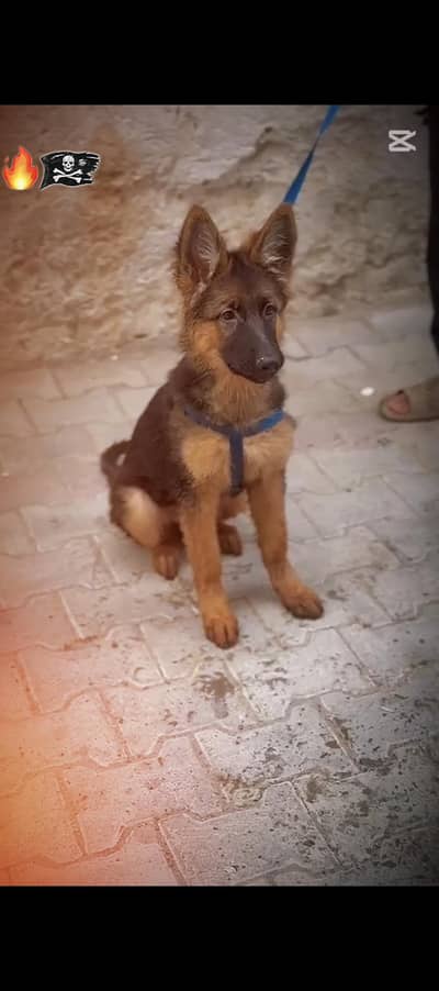 urgent for sale  only serious customer contact with us