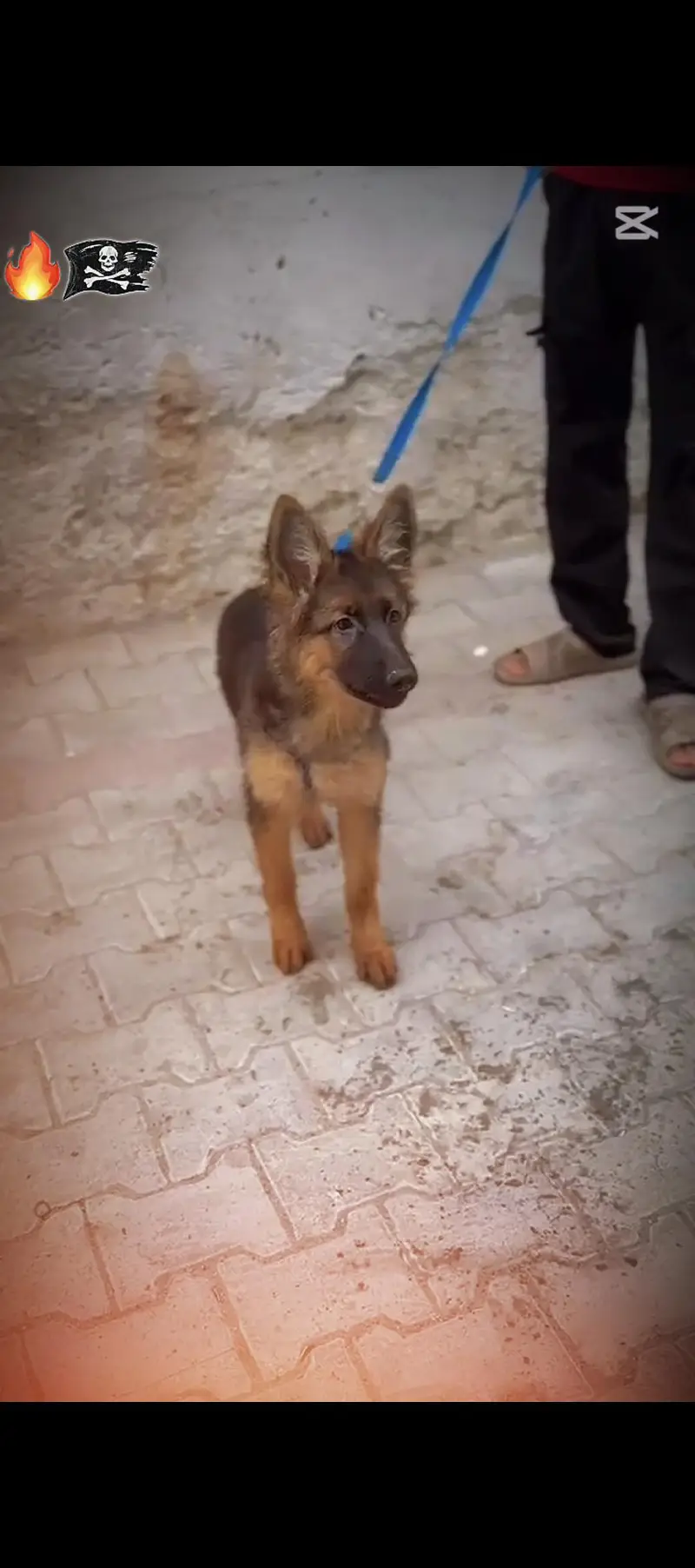 urgent for sale  only serious customer contact with us — photo 2